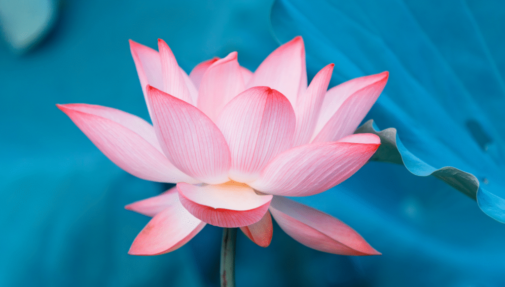 pytania pacjentek przed zabiegiem labioplastyki odpowiedzi warszawa