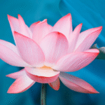 pytania pacjentek przed zabiegiem labioplastyki odpowiedzi warszawa